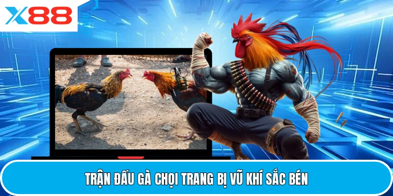 Trận đấu gà chọi trang bị vũ khí sắc bén